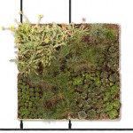 Picture of AGA Patented Green Roof